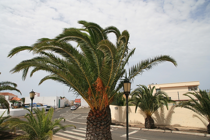 Kanary_2010 157